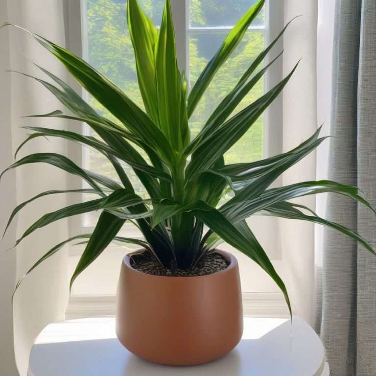 How Much Light Does a Dracaena Plant Need: Optimal Lighting Conditions ...
