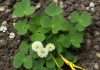 How Tall Do Clovers Grow: Complete Height Guide Comprehensive how tall do clovers grow visual reference