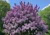 How Tall Does a Lilac Tree Grow: Ultimate Height Guide how tall does a lilac tree grow example with annotations