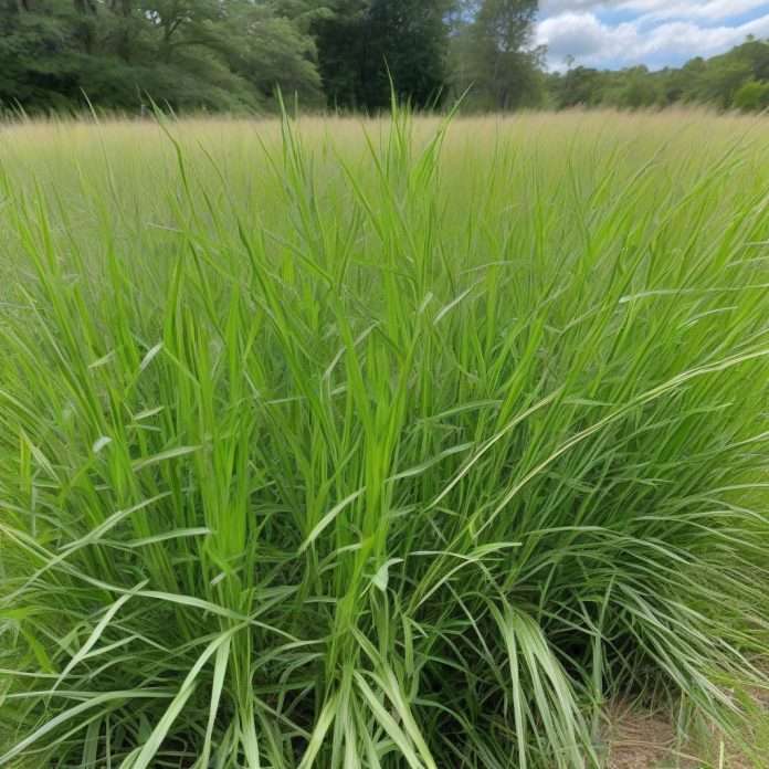 How Tall Does Hay Grow: Complete Guide to Height Expectations ...