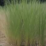 How Tall Does Switchgrass Grow: Expert Height Guide - Evergreen Seeds