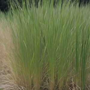 How Tall Does Switchgrass Grow: Expert Height Guide - Evergreen Seeds