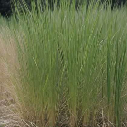 How Tall Does Switchgrass Grow: Expert Height Guide - Evergreen Seeds