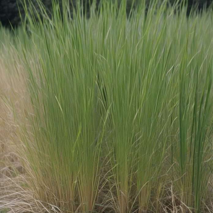 How Tall Does Switchgrass Grow: Expert Height Guide - Evergreen Seeds