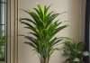 How Tall Can Dracaena Grow: Maximum Height Guide How Tall Can Dracaena Grow: Maximum Height Guide example with annotations