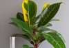 How Tall Do Croton Plants Grow: Ultimate Size Guide How Tall Do Croton Plants Grow: Ultimate Size Guide illustration with key details