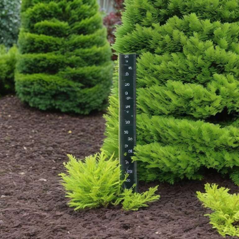 How Tall Do Dwarf Arborvitae Grow: Ultimate Size Guide - Evergreen Seeds