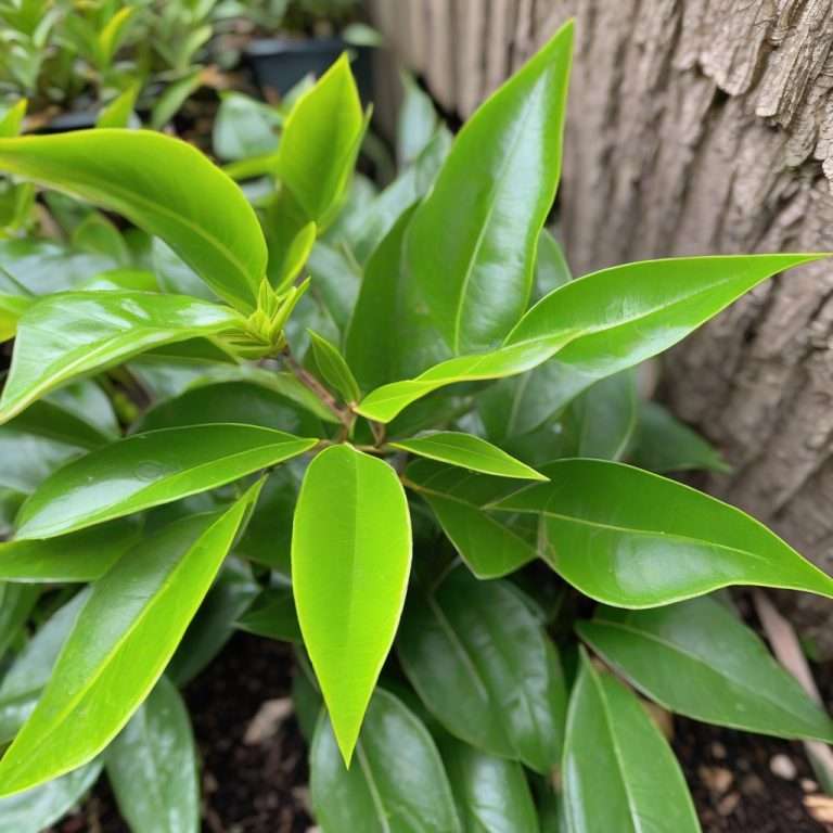 How Tall Do Eugenia Trees Grow: Ultimate Size Guide - Evergreen Seeds