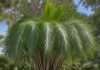 How Tall Do Pindo Palms Grow: Ultimate Height Guide How Tall Do Pindo Palms Grow: Ultimate Height Guide illustration with key details