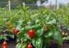 How Tall Do Red Bell Pepper Plants Grow: Expert Growing Tips How Tall Do Red Bell Pepper Plants Grow: Expert Growing Tips example with annotations
