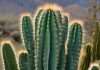 How Tall Do San Pedro Cactus Grow: Maximum Height Guide How Tall Do San Pedro Cactus Grow: Maximum Height Guide detailed visual guide