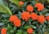 How Tall Does Ixora Grow: Complete Height Guide for Gardeners Complete How Tall Does Ixora Grow: Complete Height Guide for Gardeners overview image