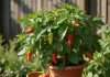 When Are Chili Peppers Ready to Pick: Quick Guide for Perfect Harvest When Are Chili Peppers Ready to Pick: Quick Guide for Perfect Harvest detailed visual guide