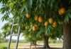When to Pick Mangoes Off the Tree in Florida: Step-by-Step Harvest Complete when to pick mangoes off the tree in florida overview image