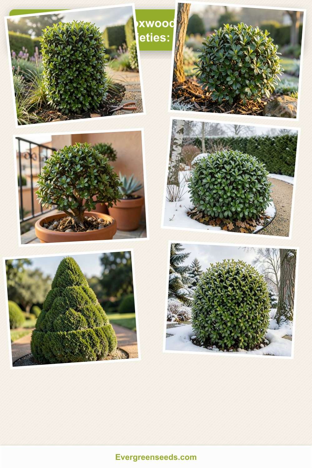 10 Boxwood Shrubs Varieties: Essential Guide for Stunning Garden Design ...