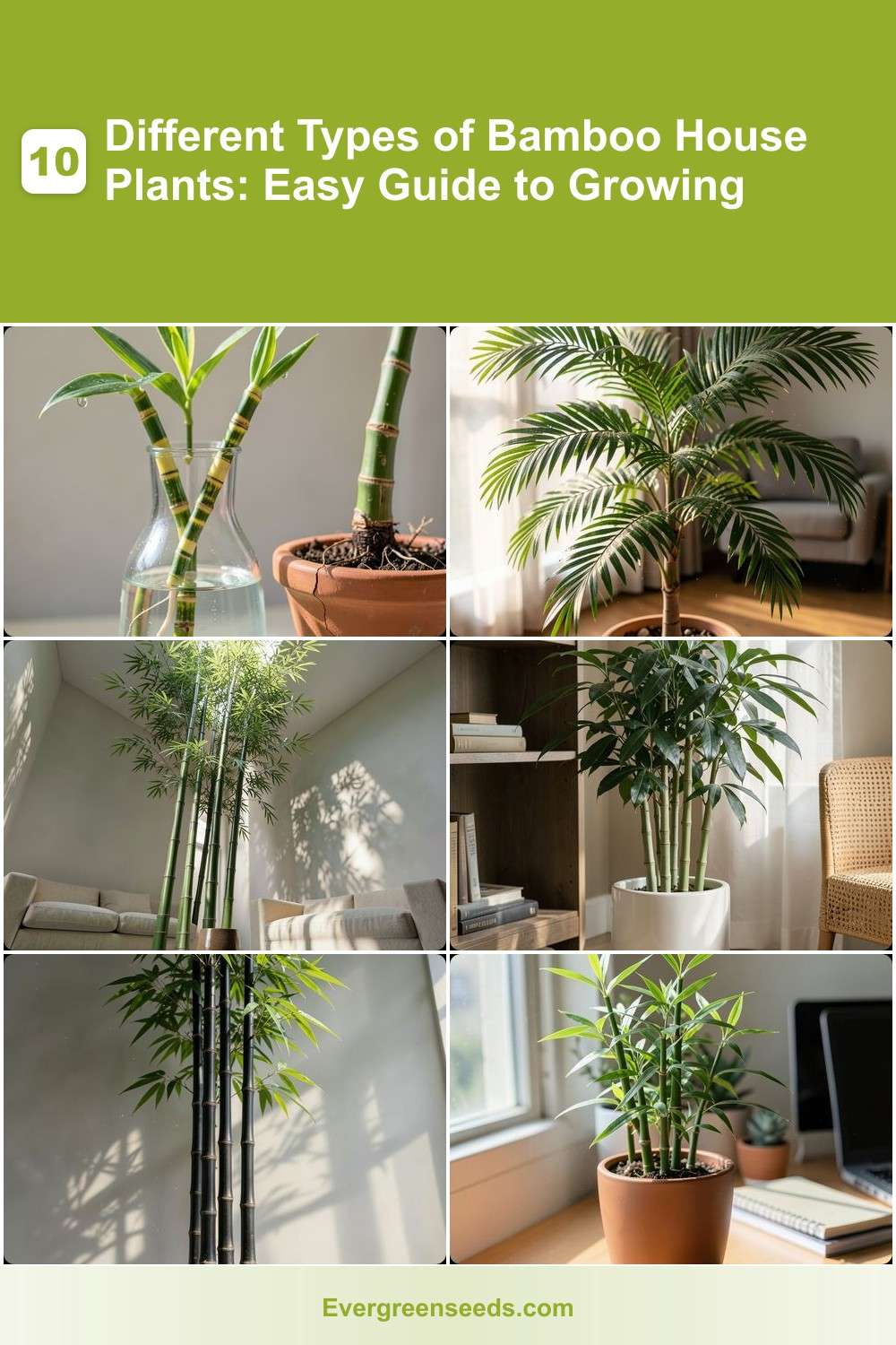 10 Different Types of Bamboo House Plants: Easy Guide to Growing -  Evergreen Seeds