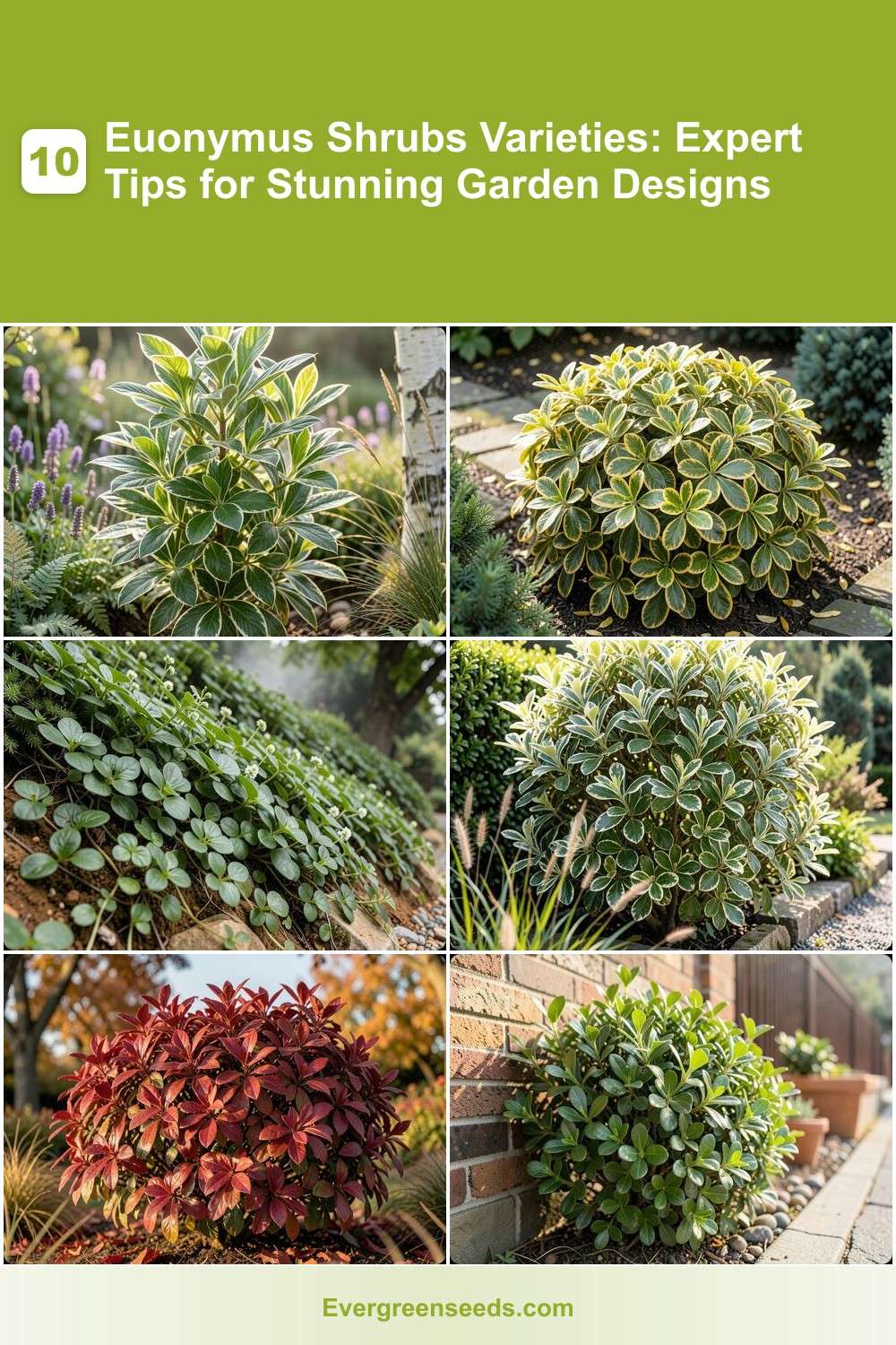 10 Euonymus Shrubs Varieties: Expert Tips for Stunning Garden Designs ...