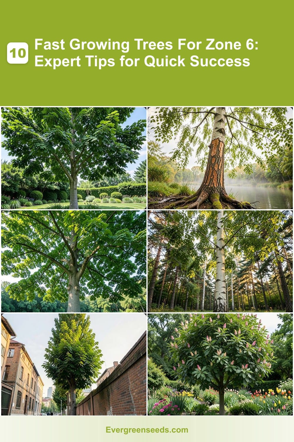 10 Fast Growing Trees For Zone 6: Expert Tips for Quick Success ...