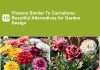 10 Flowers Similar To Carnations: Beautiful Alternatives for Garden Design Comprehensive 10 Flowers Similar To Carnations: Beautiful Alternatives for Garden Design visual reference