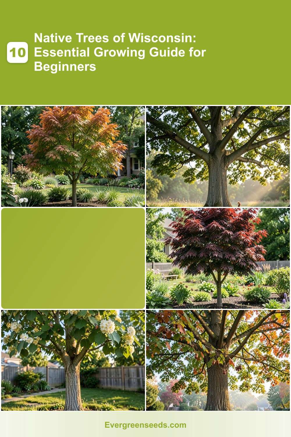 10 Native Trees of Wisconsin: Essential Growing Guide for Beginners ...