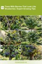 Blueberry Sample Tree 10 Trees With Berries That Look Like Blueberries: Expert Growing Tips ...