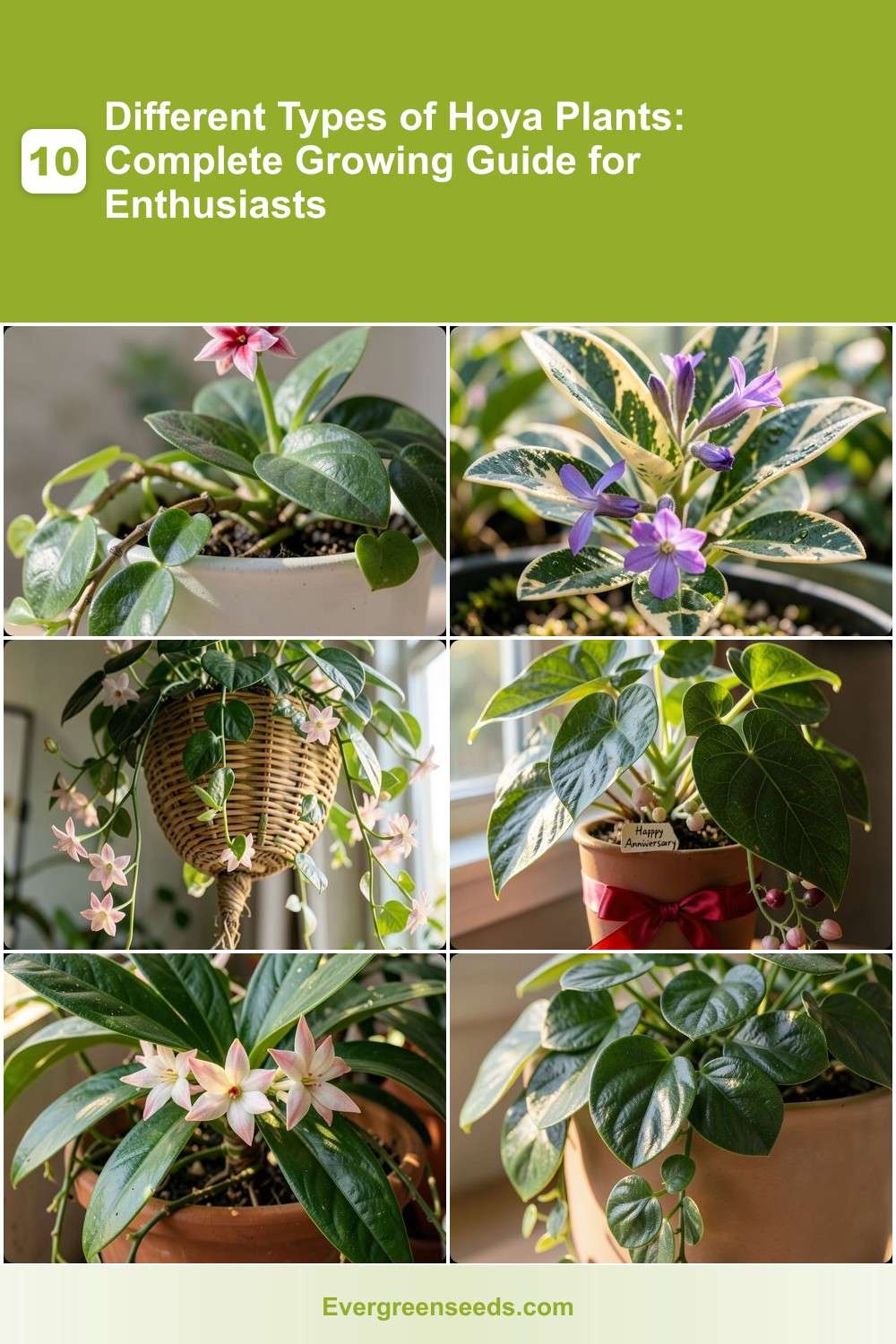 10 Different Types of Hoya Plants: Complete Growing Guide for