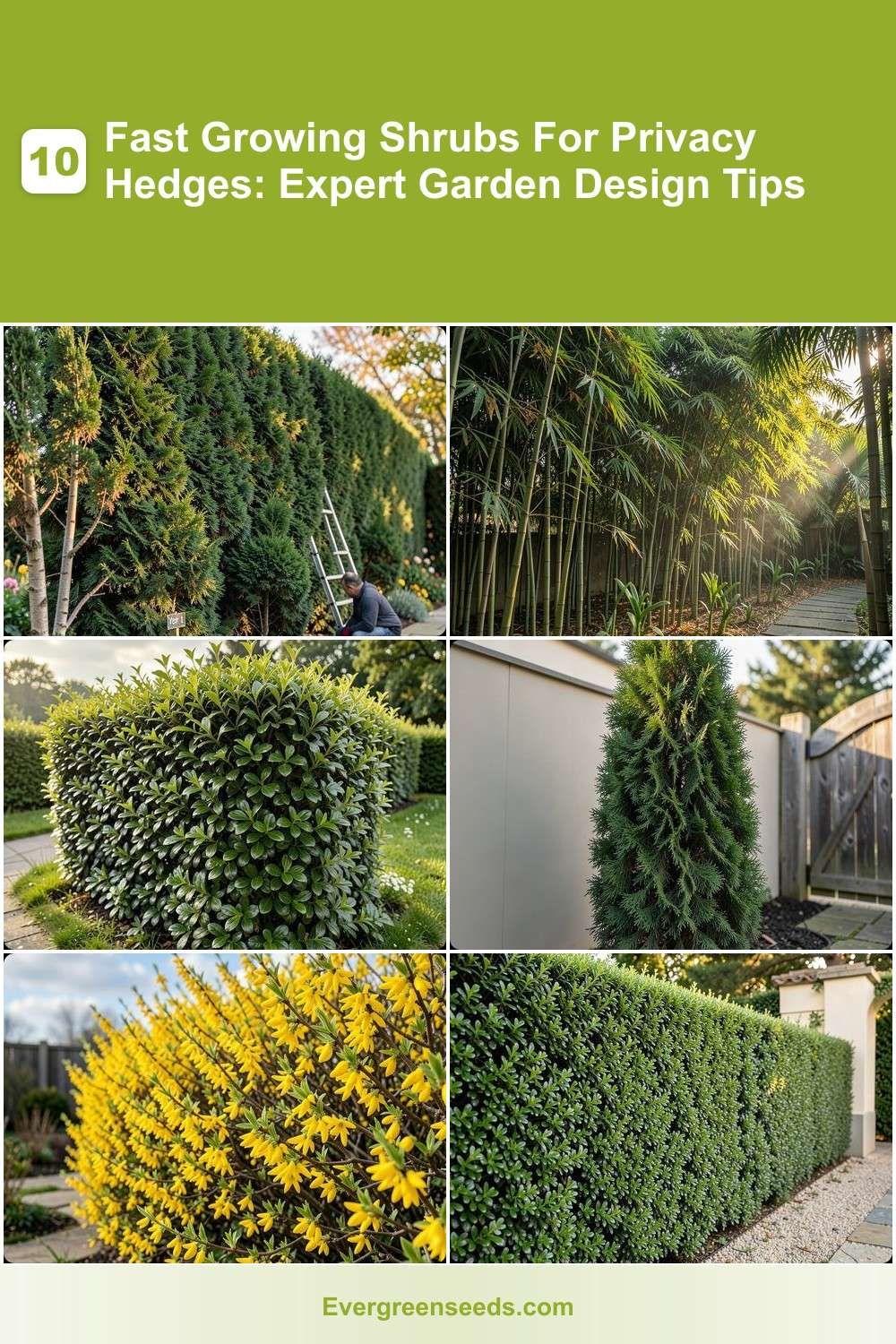 10 Fast Growing Shrubs For Privacy Hedges: Expert Garden Design Tips ...