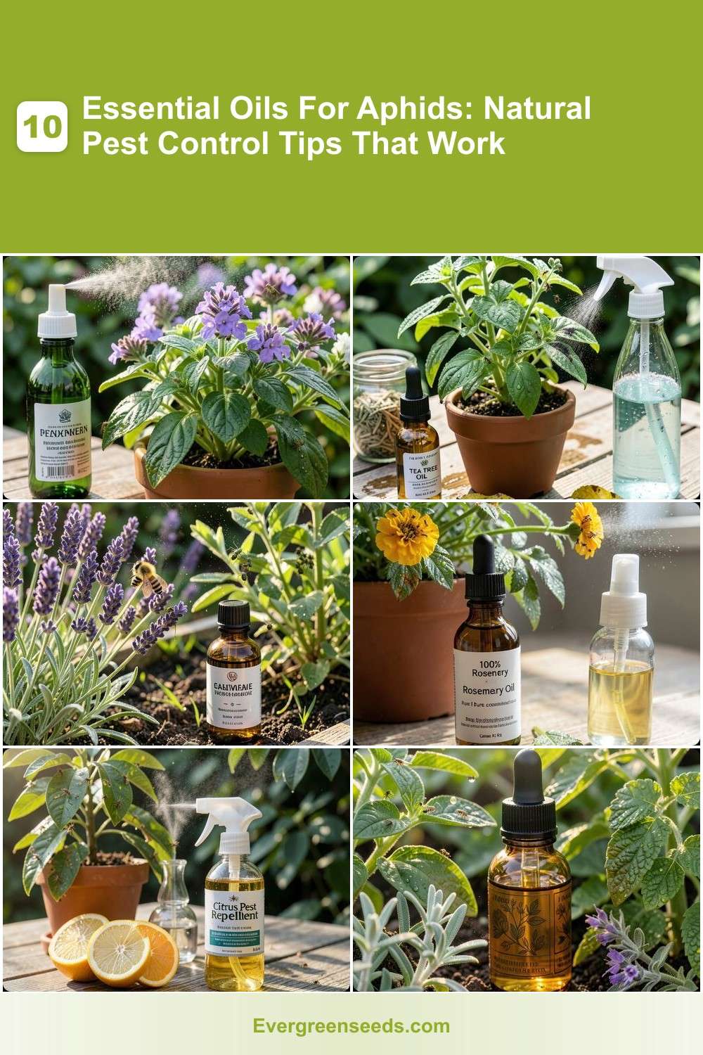 Essential Oil Based Insecticides 10 Essential Oils For Aphids: Natural Pest Control Tips That Work ...