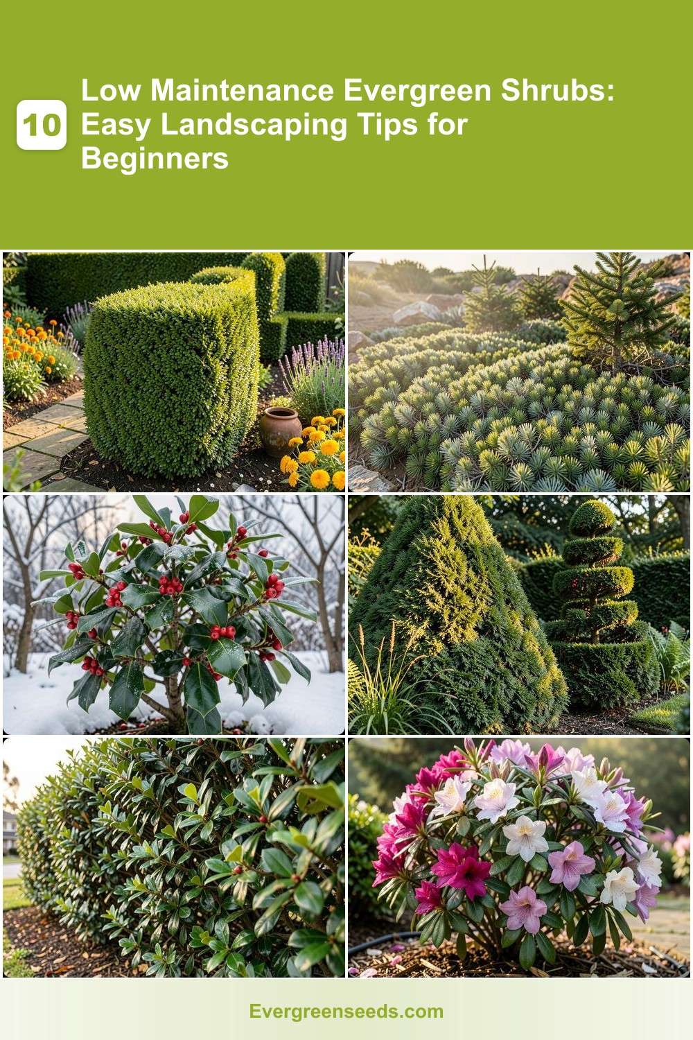 Shrub Guide 10 Low Maintenance Evergreen Shrubs: Easy Landscaping Tips for ...