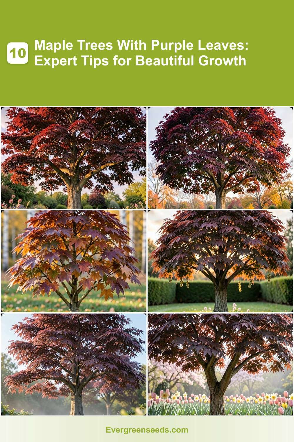 10 Maple Trees With Purple Leaves: Expert Tips for Beautiful Growth ...
