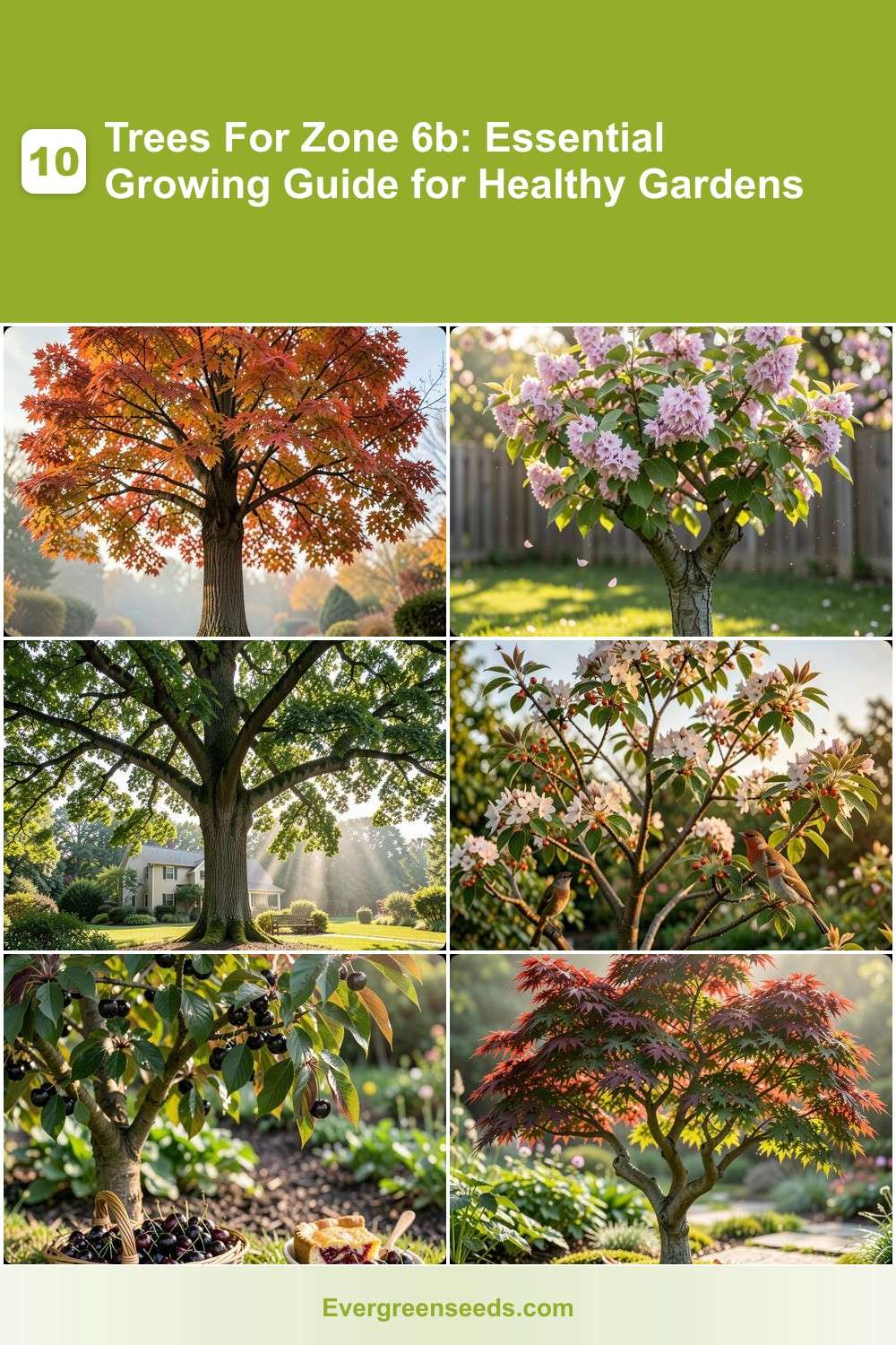 10 Trees For Zone 6b: Essential Growing Guide for Healthy Gardens ...