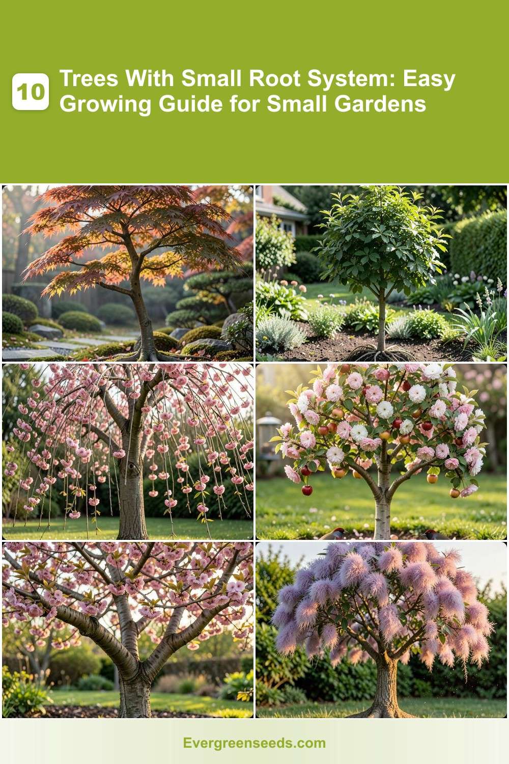 10 Trees With Small Root System: Easy Growing Guide for Small Gardens ...