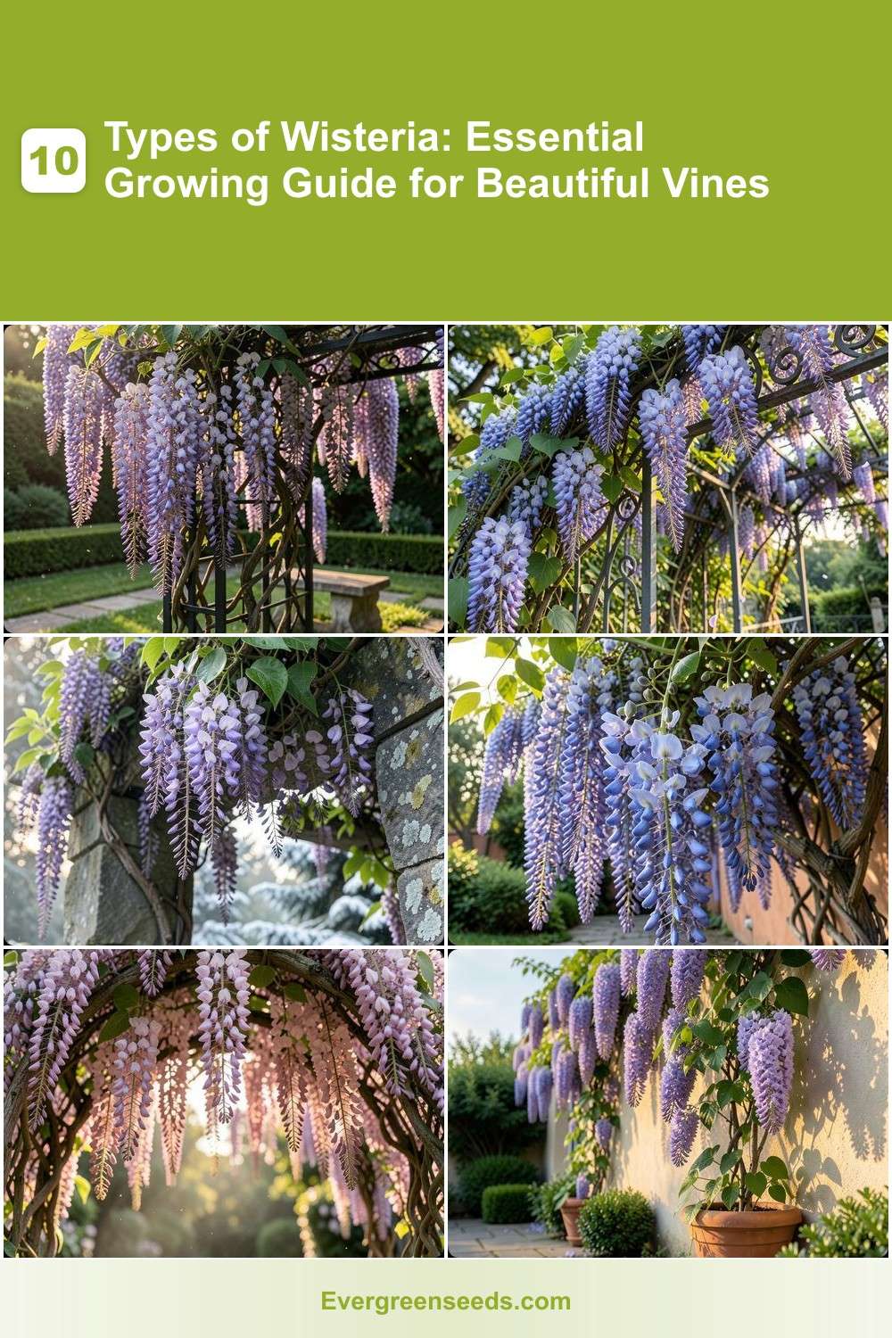 10 Types of Wisteria: Essential Growing Guide for Beautiful Vines -  Evergreen Seeds