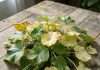 Cucumber Diseases Yellowing of Leaves: Early Signs and Organic Cures Complete Cucumber Diseases Yellowing of Leaves: Early Signs and Organic Cures overview image
