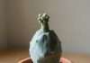 Euphorbia Abdelkuri Sap: Toxicity Risks and Safe Handling Tips Complete euphorbia abdelkuri sap overview image