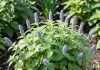 How Fast Does Catmint Grow: Typical Height Gains Per Season how fast does catmint grow illustration with key details