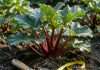 How Much Space Does Rhubarb Need: Ideal Planting Distance for Healthy Growth How Much Space Does Rhubarb Need: Ideal Planting Distance for Healthy Growth example with annotations