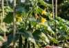 How Often to Fertilize Cucumbers: Weekly Schedule for Bumper Crops Visual representation of how often to fertilize cucumbers
