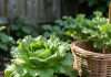 How to Harvest Leaf Lettuce: Cut-and-Come-Again Method for Fresh Greens How to Harvest Leaf Lettuce: Cut and Come Again Method for Fresh Greens illustration with key details