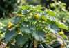 How to Long Does Zucchini Last After Picked: Freshness Timeline and Tips How to Long Does Zucchini Last After Picked: Freshness Timeline and Tips illustration with key details