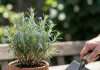 Is Coffee Grounds Good for Rosemary: Boost Growth and Flavor Naturally is coffee grounds good for rosemary example with annotations