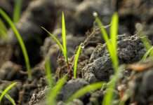 When to Plant Grass Seeds in the Fall: Expert Timing Tips New grass seedlings coming up through soil