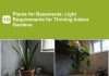 10 Plants for Basements: Light Requirements for Thriving Indoor Gardens