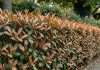 Podocarpus Hedge Turning Brown: Common Causes and Revival Tips Complete Podocarpus Hedge Turning Brown: Common Causes and Revival Tips overview image