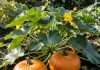 What State Leads in Pumpkin Production: Latest USDA Data and Key Stats what state leads in pumpkin production example with annotations