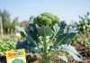 When to Plant Broccoli in Kansas: Optimal Planting Window for Spring and Fall Growth when to plant broccoli in kansas: Optimal Planting Window for Spring and Fall Growth detailed visual guide