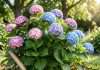 When to Plant Hydrangeas in Maine: Optimal Timing for Vibrant Blooms when to plant hydrangeas in maine example with annotations