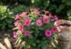 When to Plant Impatiens in Florida: Optimal Timing for Bright Blooms Comprehensive when to plant impatiens in florida visual reference