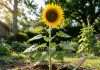 When to Plant Sunflowers in Pennsylvania: Optimal Soil Temperatures for Fast Germination when to plant sunflowers in pennsylvania detailed visual guide