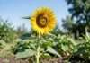 When to Plant Sunflowers in Tucson: Expert Timing for Bumper Blooms Complete when to plant sunflowers in tucson: Expert Timing for Bumper Blooms overview image